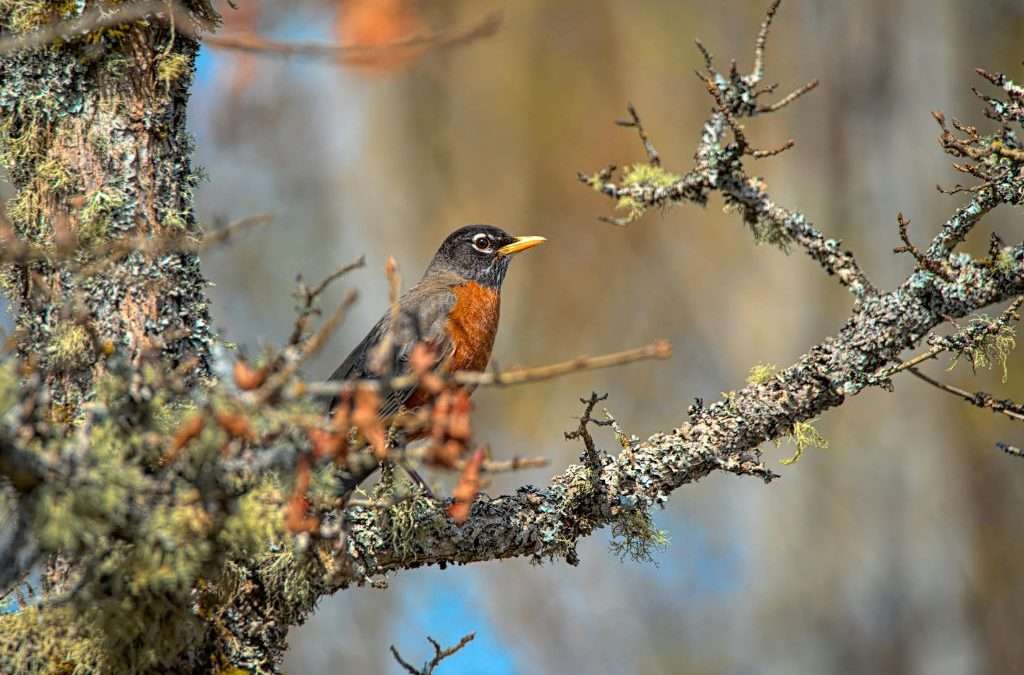 Robins Remind of Springtime