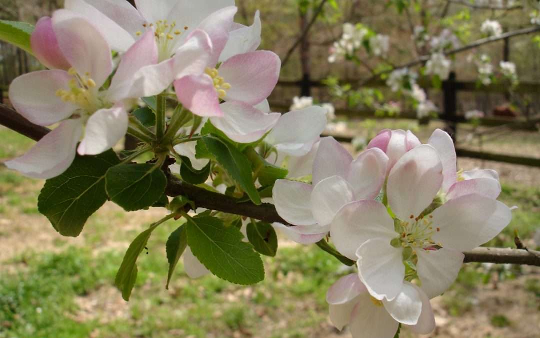 Blossoms of Spring Bring Fond Memories